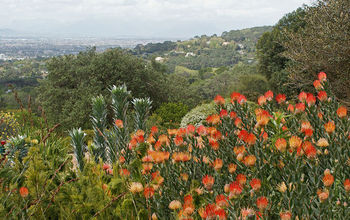 CNH researchers are investigating ecosystem changes in South Africa's Cape Floristic Region.